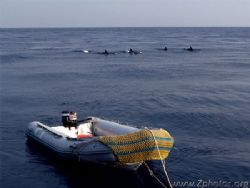 Pod of dolphins cruising by our rip. They split just afte... by Zaid Fadul 